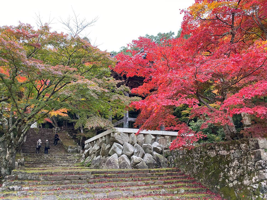 琵琶湖の紅葉