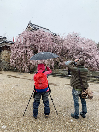 しだれ桜が満開の上田城跡公園