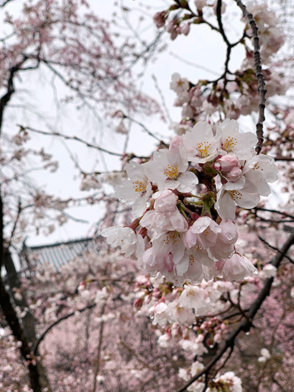 上田城の東虎口櫓門と桜
