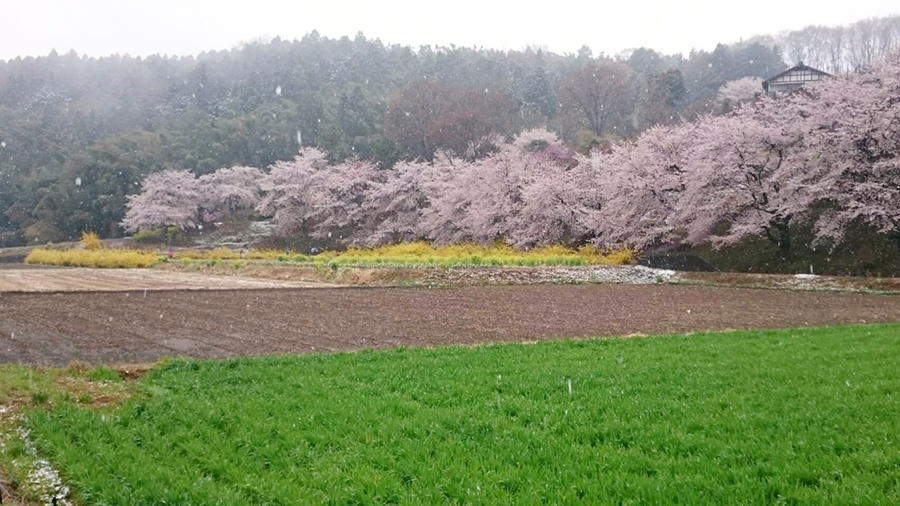 群馬県安中市桜と菜の花