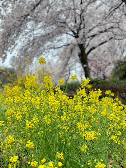 群馬県安中市桜と菜の花