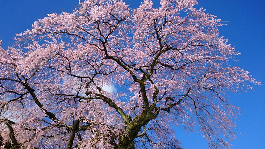 群馬県富岡市のしだれ桜