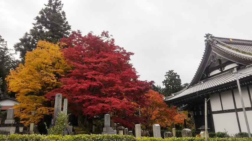 琵琶湖の紅葉