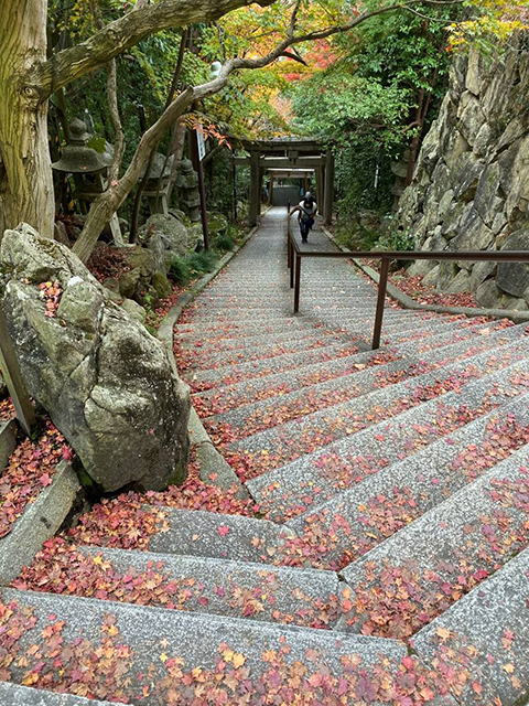 琵琶湖の紅葉